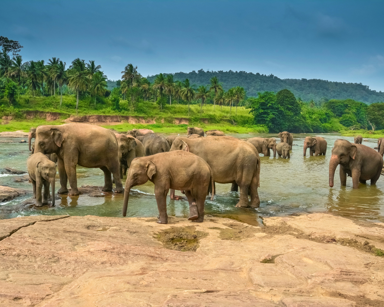 Стадо слонов купается в водоеме