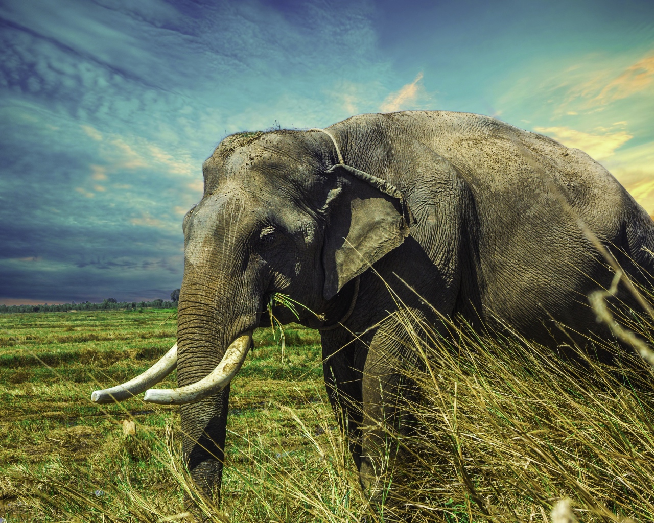 Большой серый слон идет по зеленой траве под голубым небом