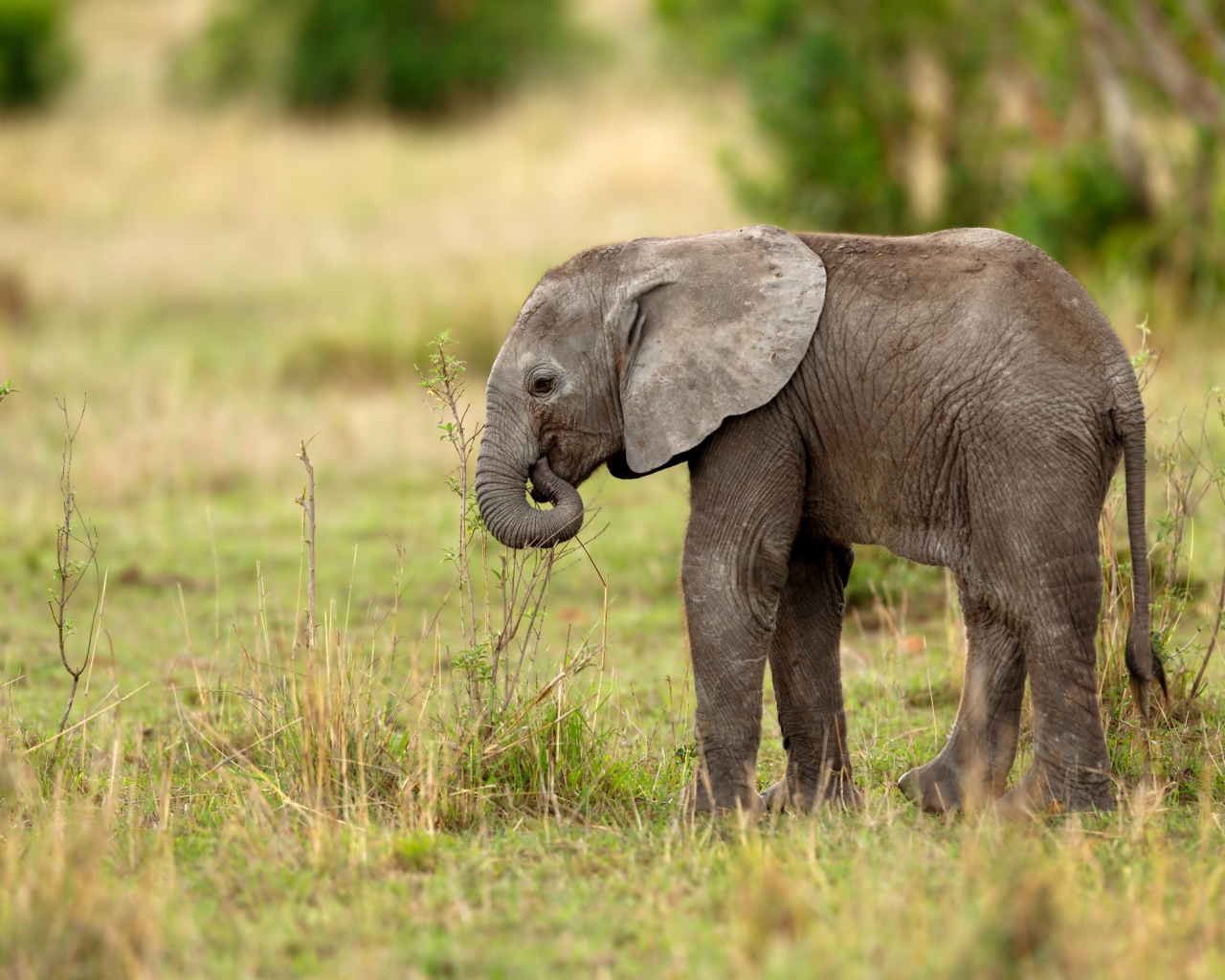 Маленький серый слоненок идет по траве
