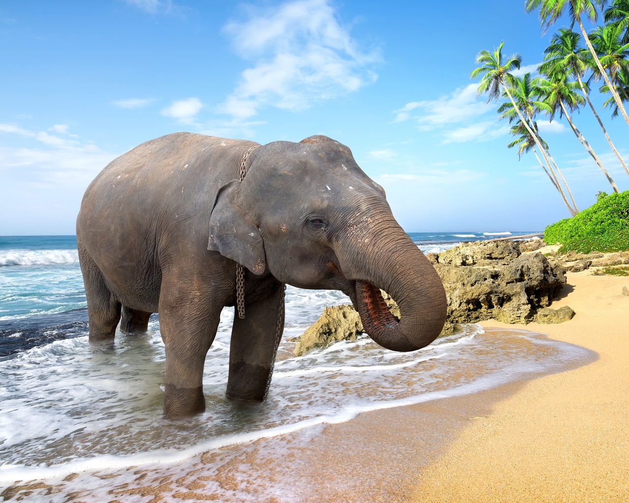 Большой слон пьет воду на берегу океана