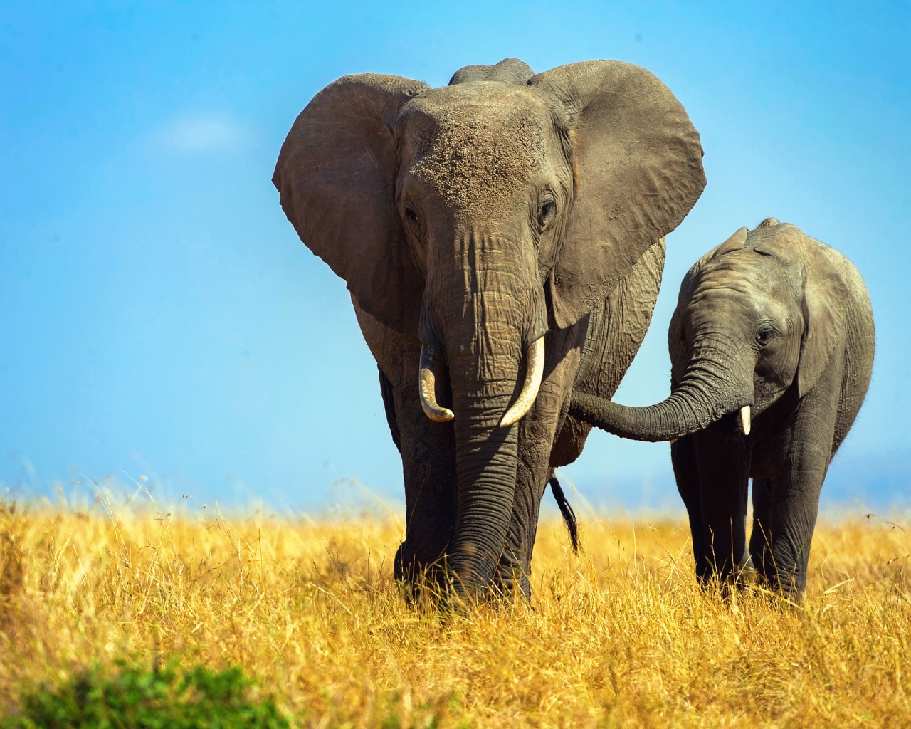 Большая слониха  с маленьким слоненком 