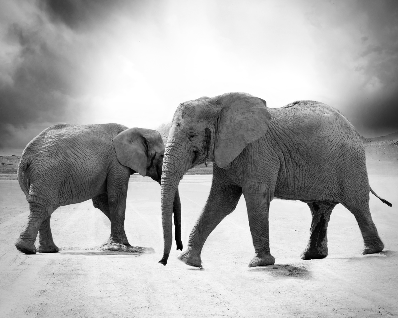 Слоны на дороге черно - белое фото 