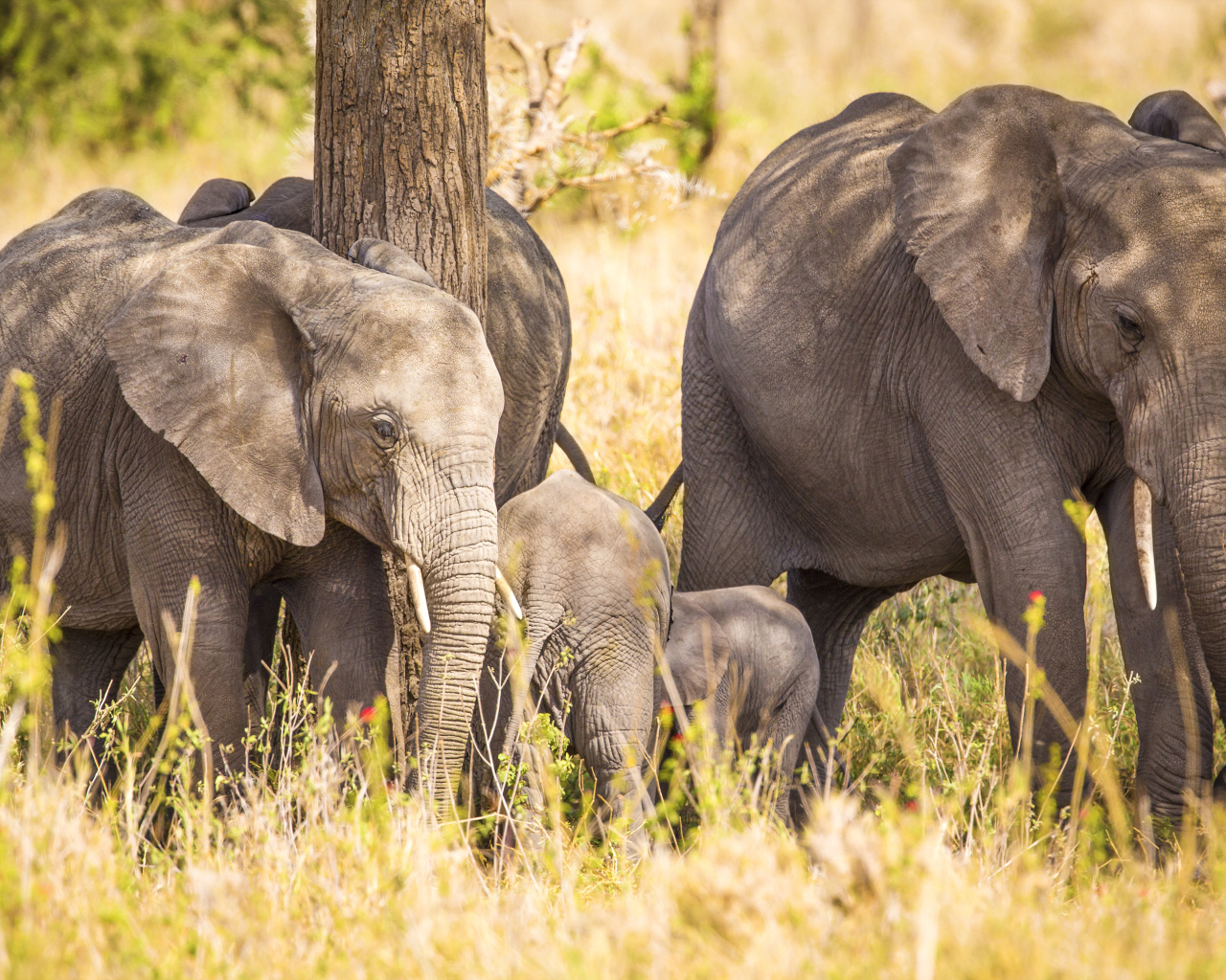 Семья больших серых слонов у дерева