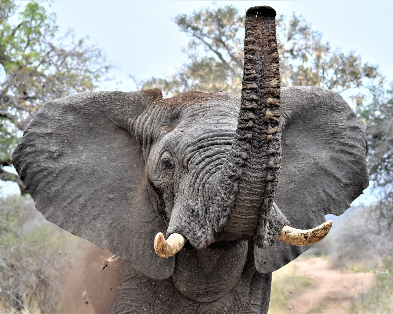 Большой серый слон с поднятым хоботом