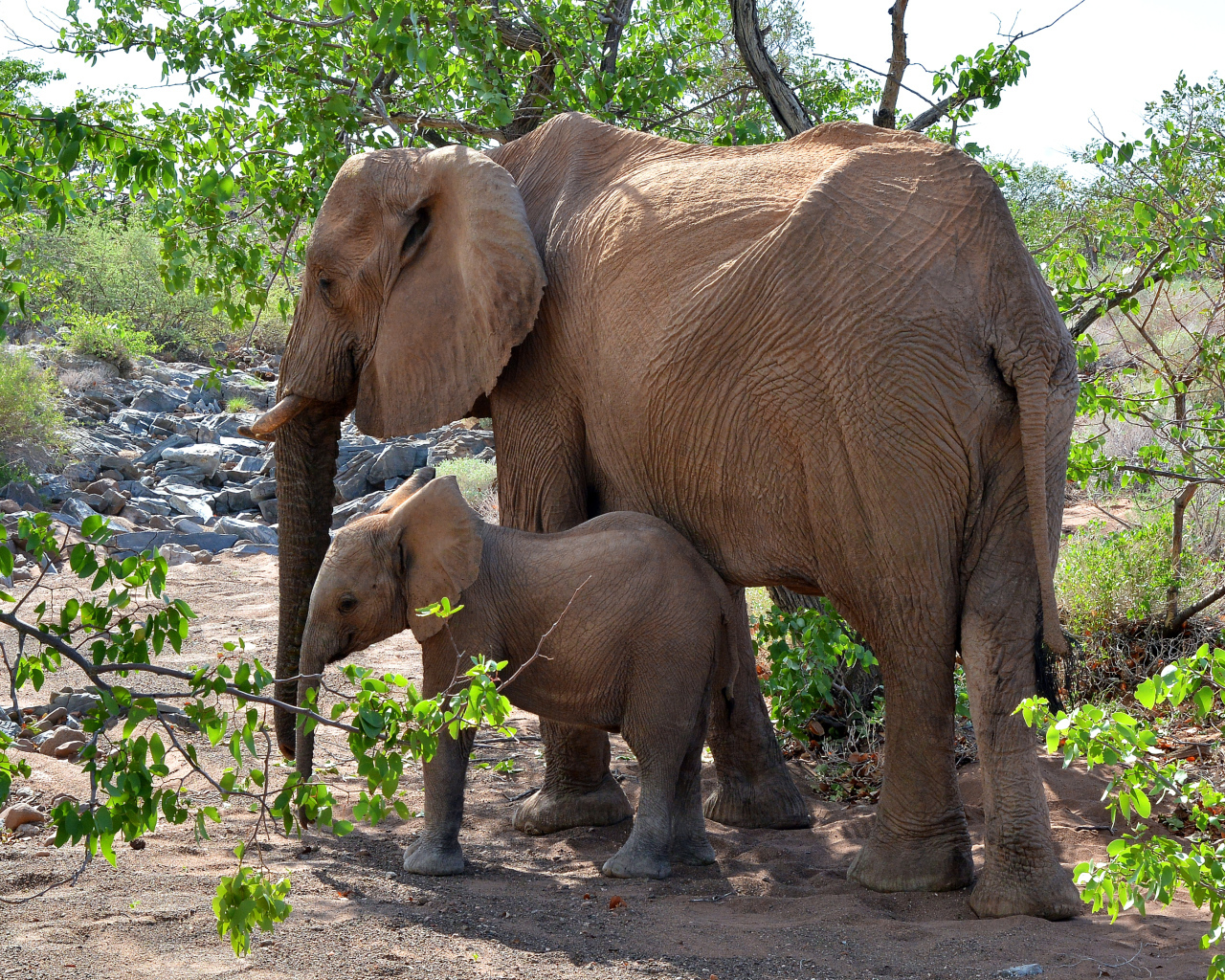 Мама слон с маленьким слоненком