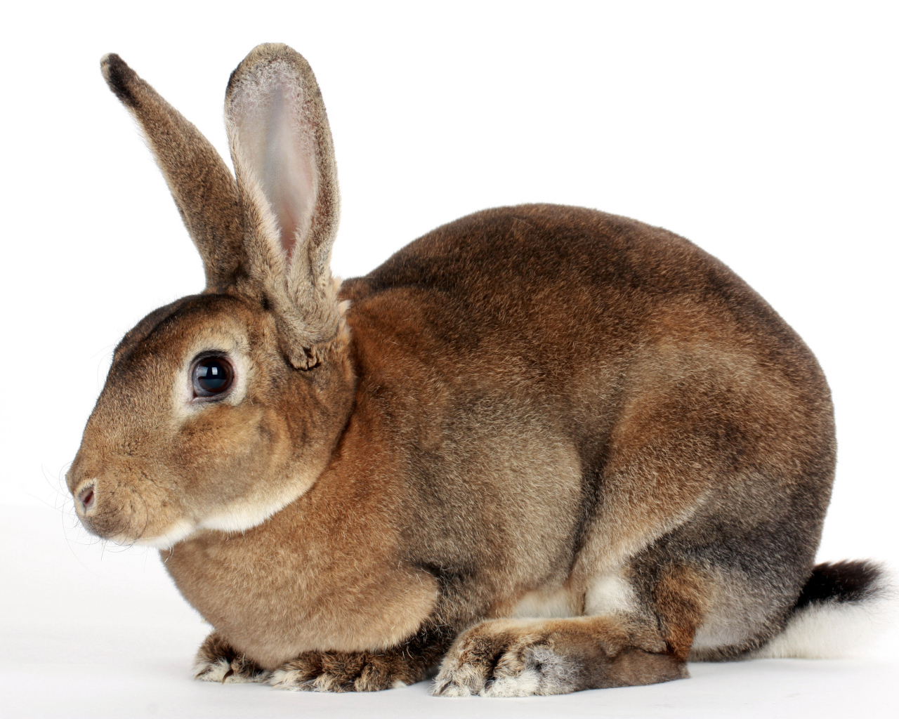 Большой кролик на белом фоне