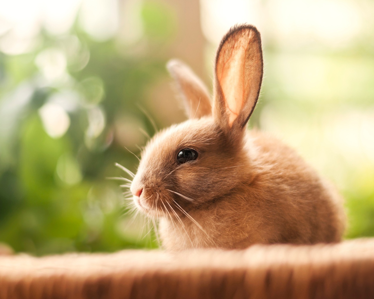 Милый декоративный кролик с длинными ушами 