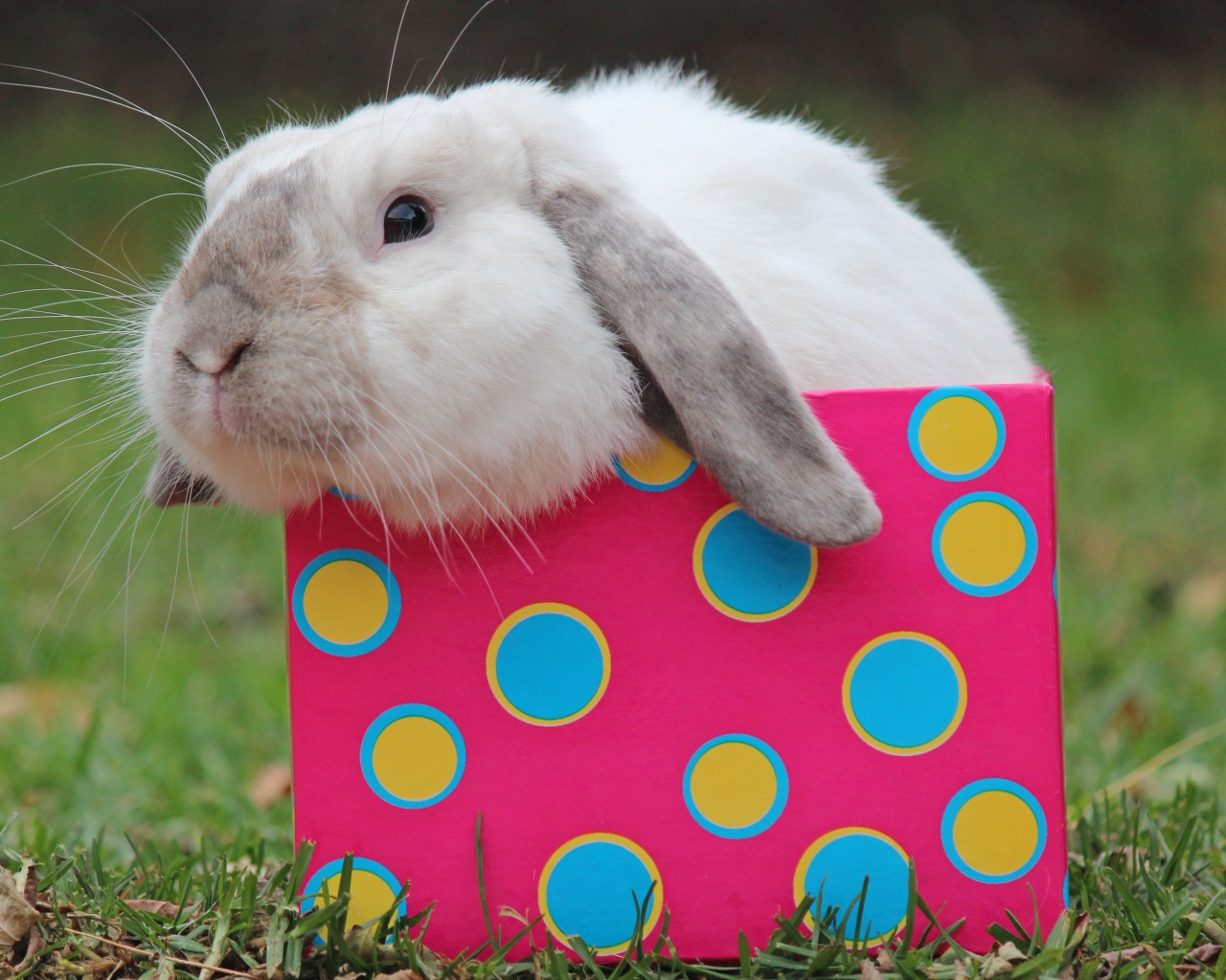 Забавный декоративный кролик сидит в разноцветной коробке