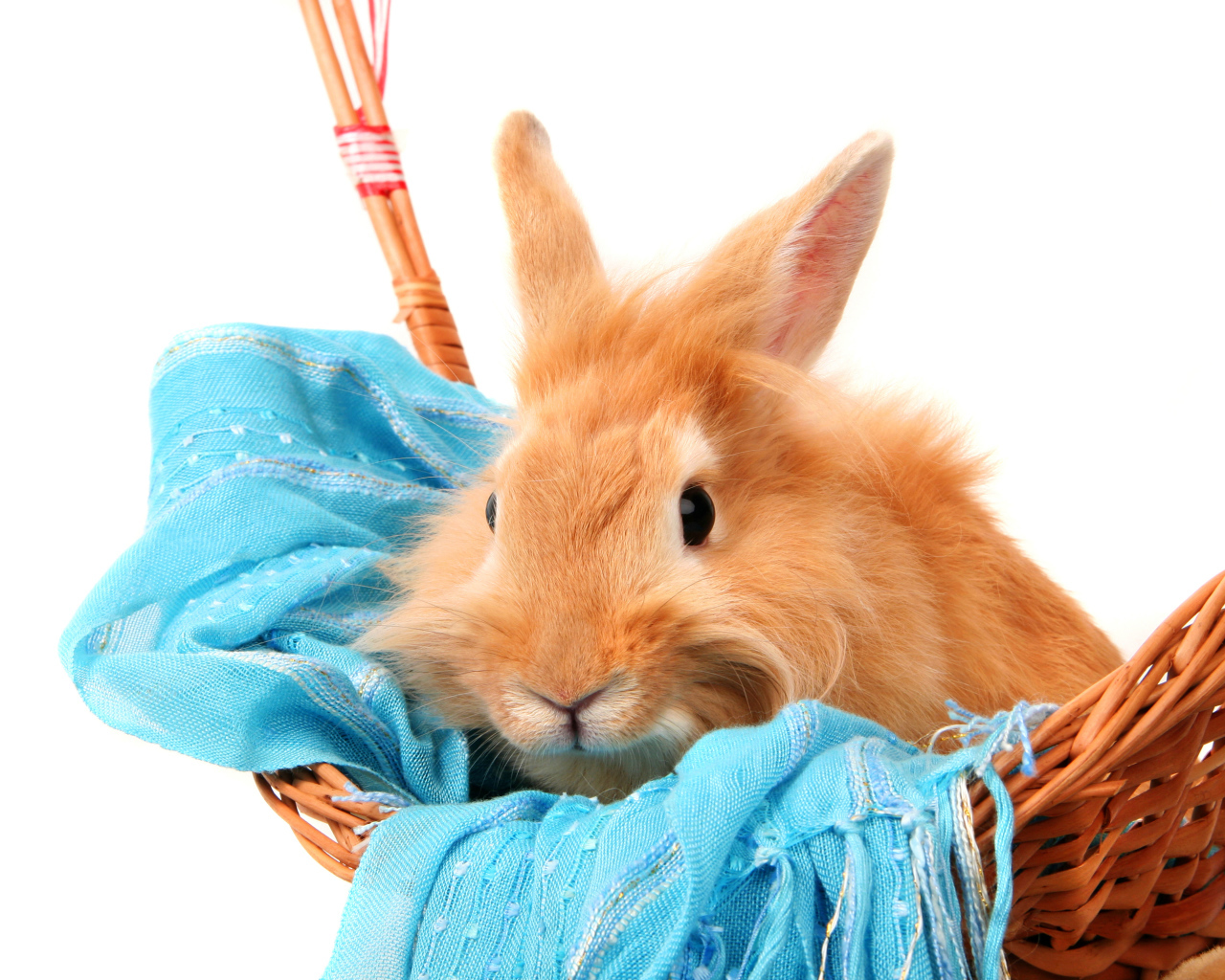 Рыжий пушистый кролик сидит в корзине на синем шарфе на белом фоне