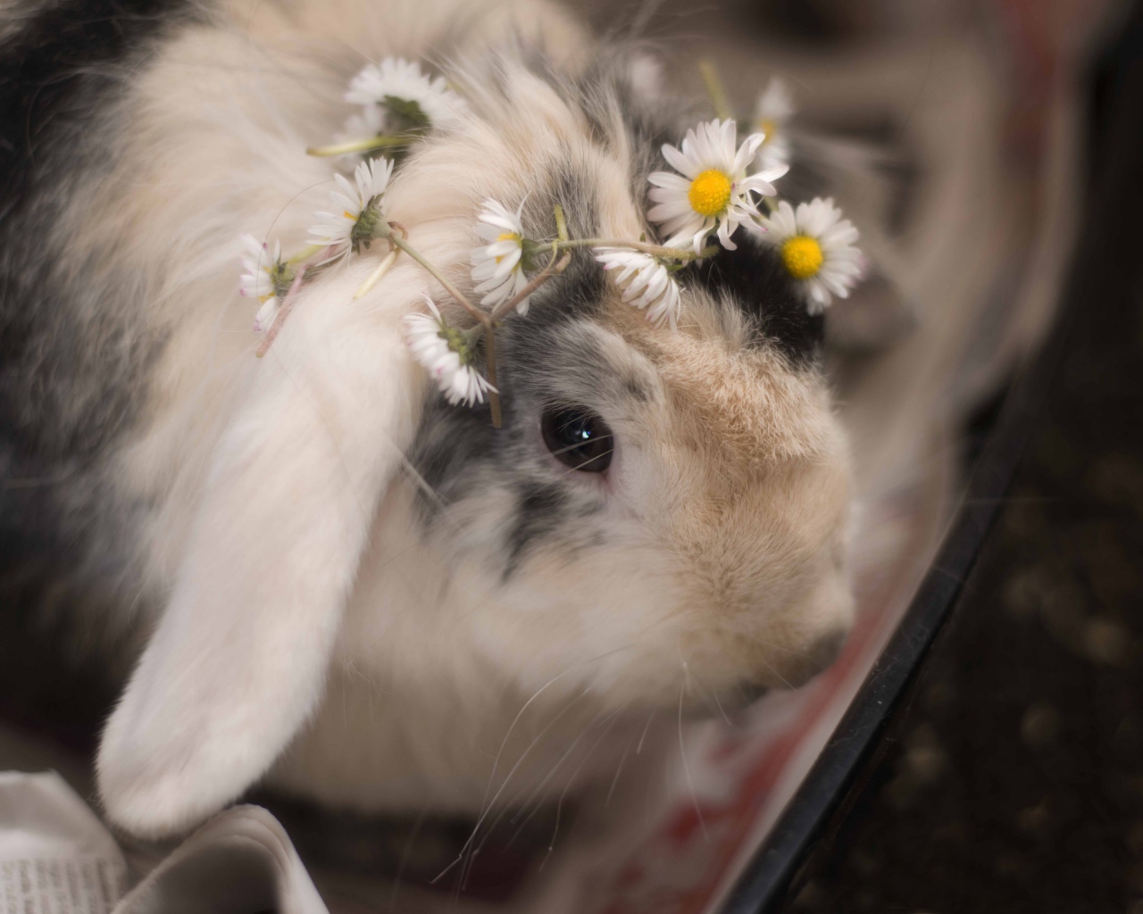 Маленький декоративный кролик с ромашками 