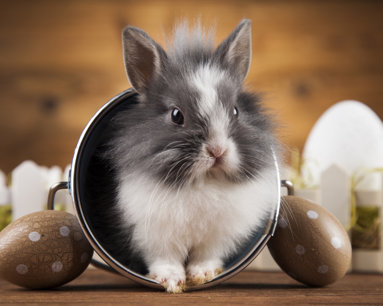 Милый пушистый декоративный кролик