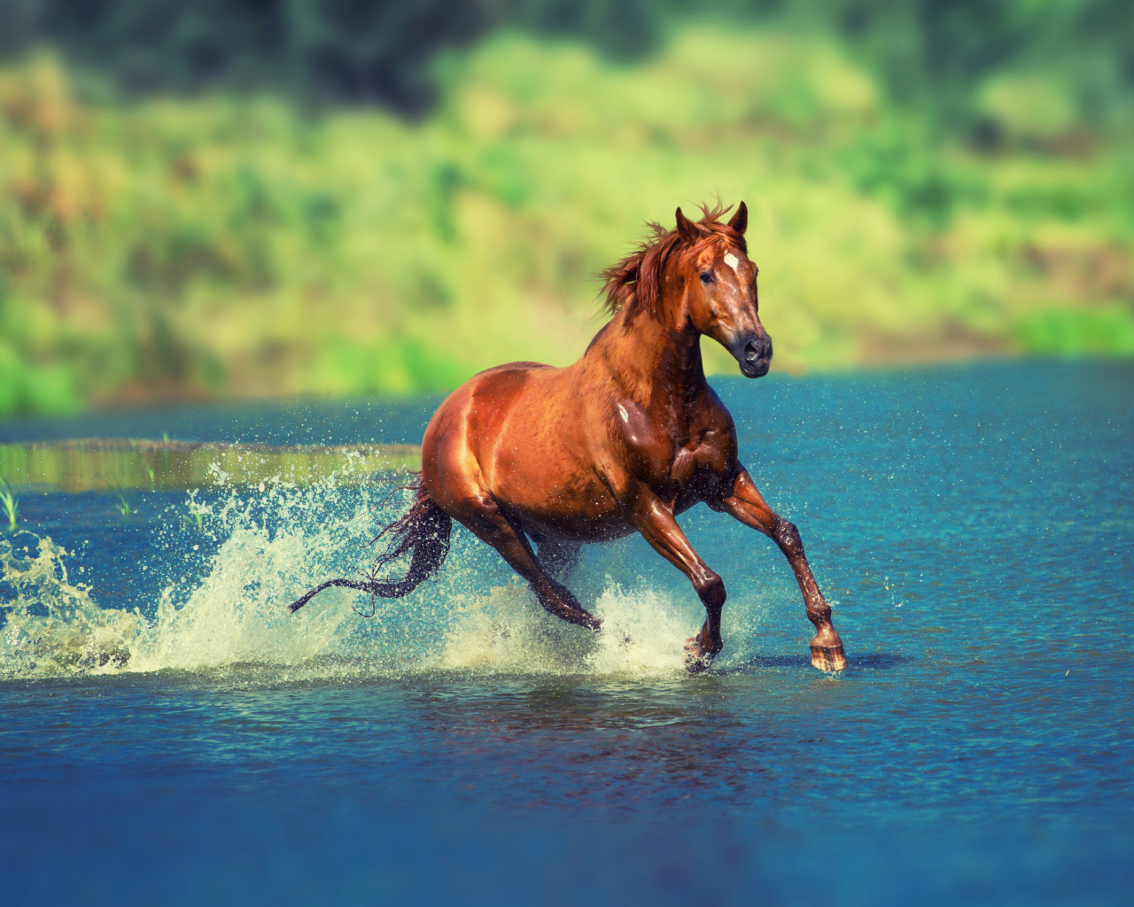 Коричневая лошадь скачет по воде