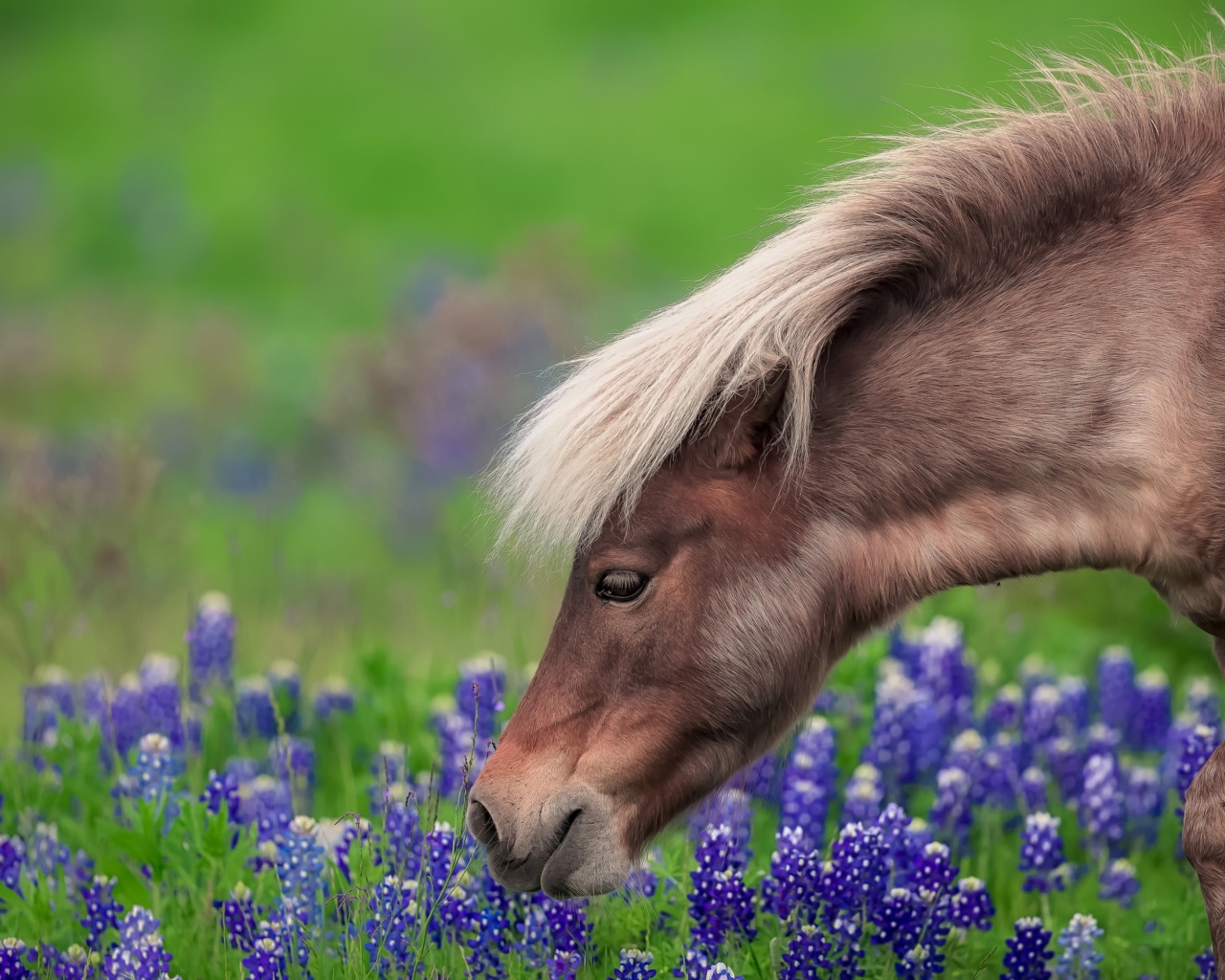 Коричневая лошадь гуляет по полю с синими цветами