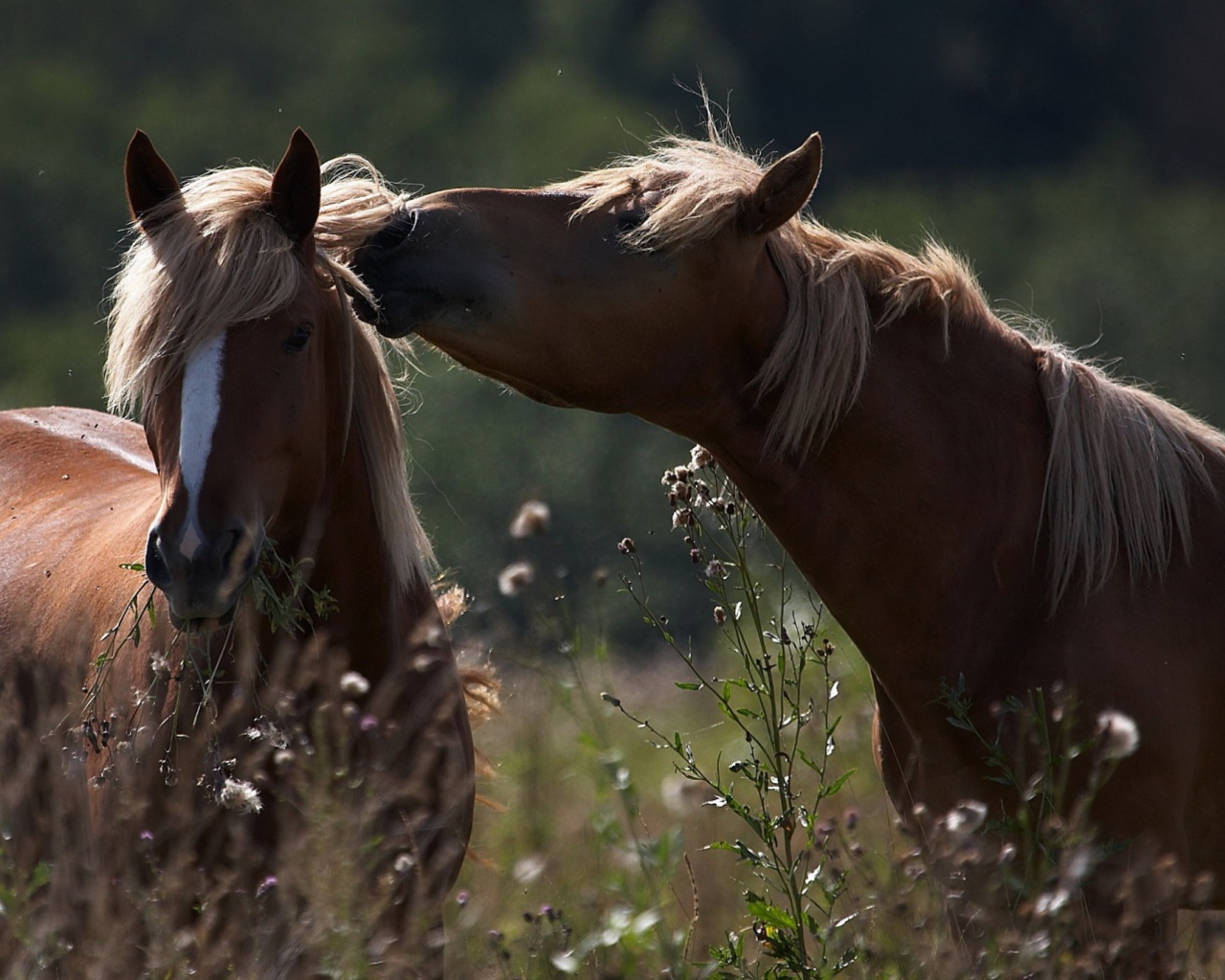 Пара влюбленных коричневых лошадей 