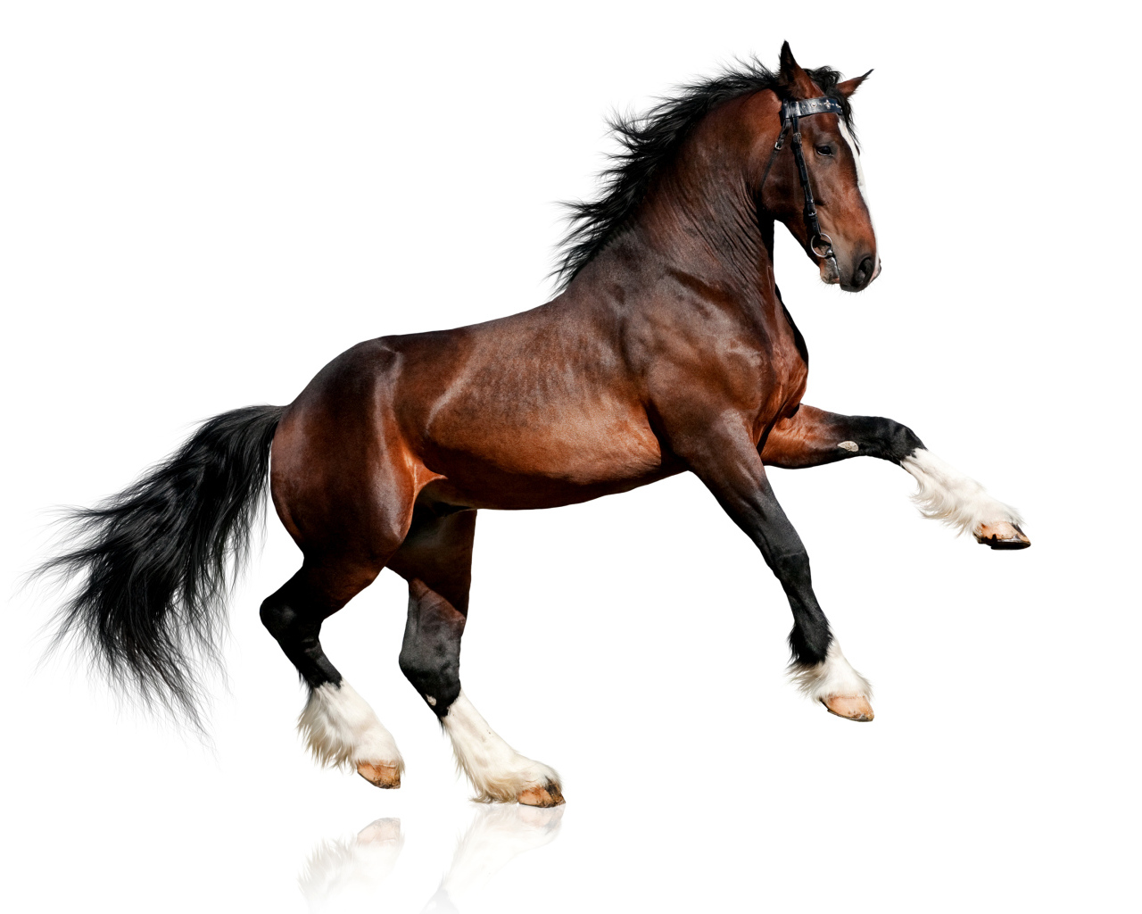 Красивый коричневый конь на белом фоне