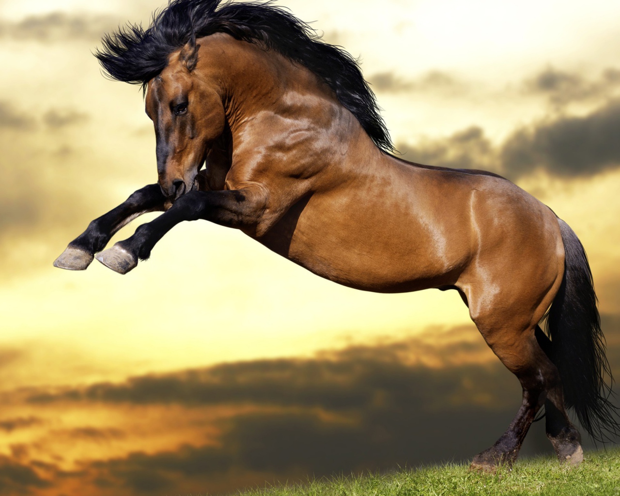 Красивый коричневый конь с черной гривой  встал на дыбы 