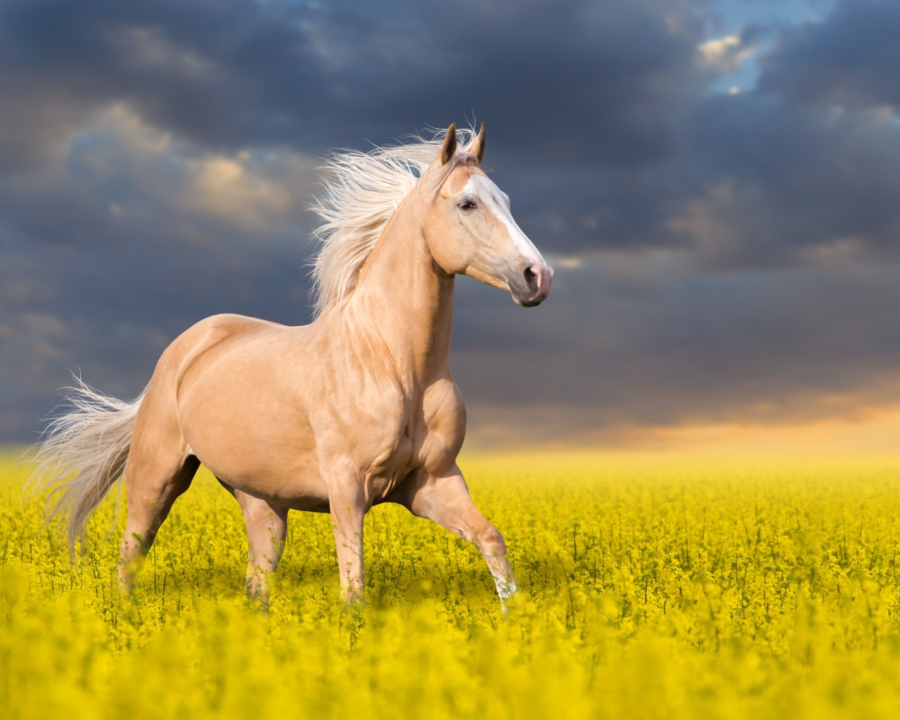 Красивая лошадь скачет по полю с желтыми цветами на фоне красивого неба