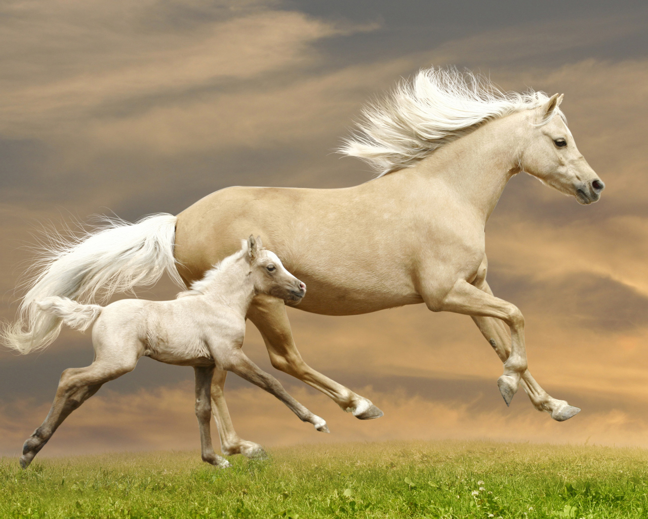 Красивая лошадь с жеребенком скачут по зеленой траве