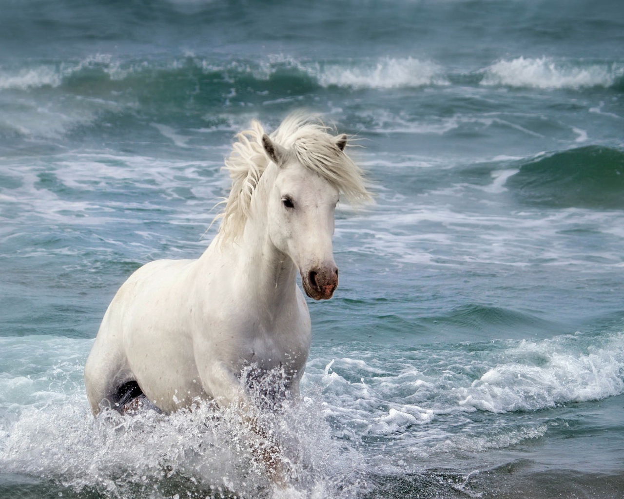 Красивая белая лошадь в воде 