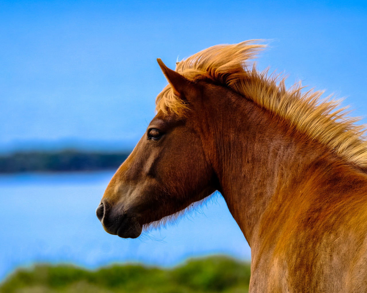 Голова лошади на фоне голубого неба крупным планом