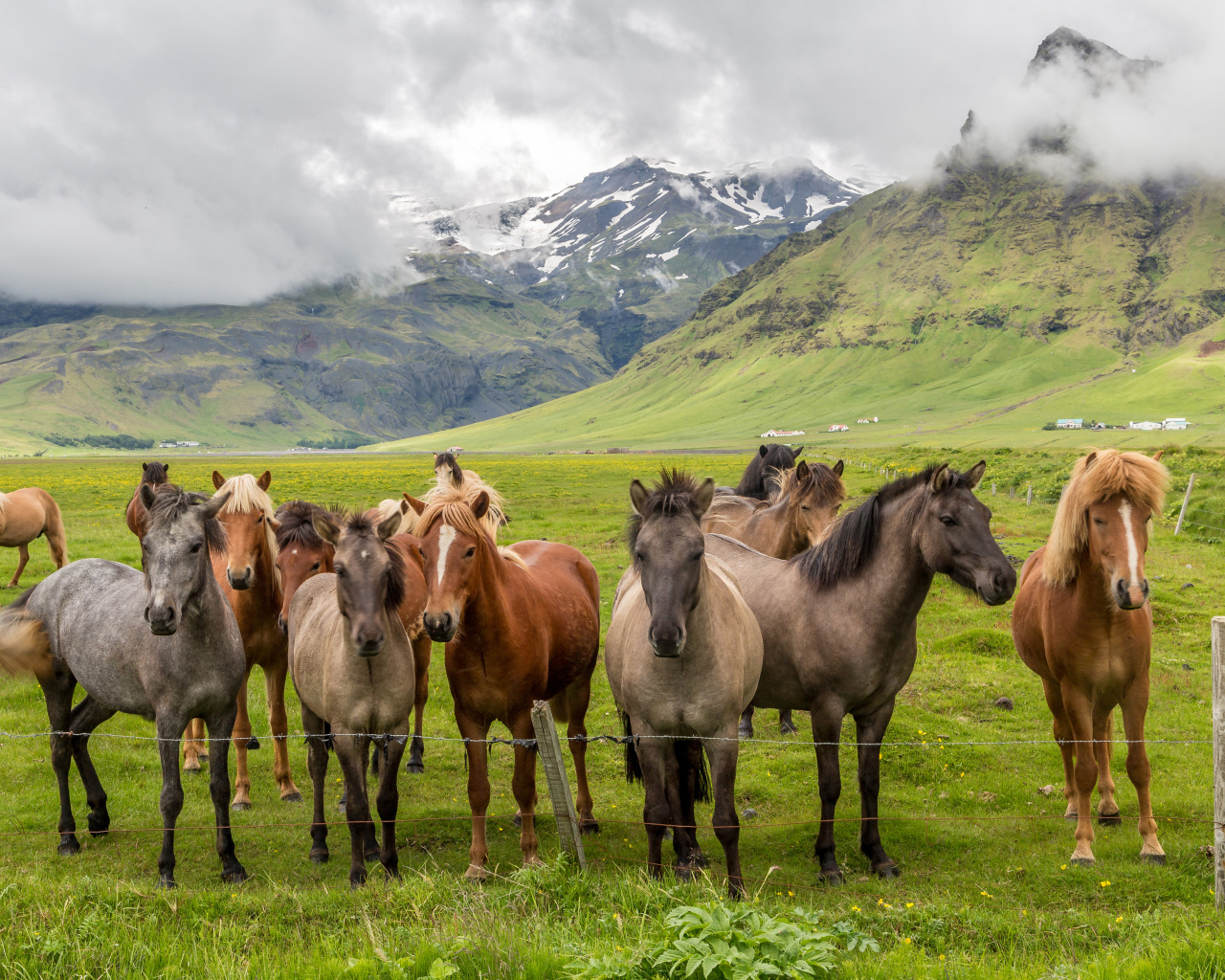 Табун лошадей в покрытых зеленью горах