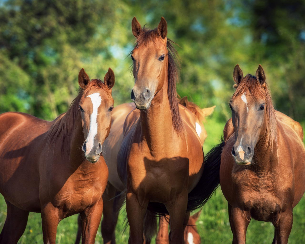 Три красивые коричневые лошади 