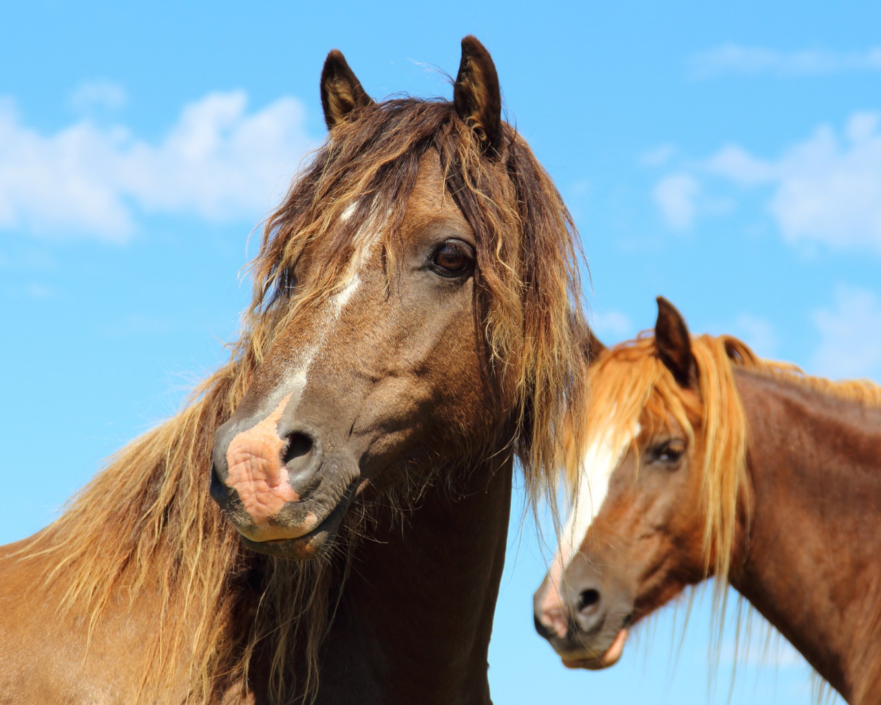 Две красивые коричневые лошади на фоне голубого неба