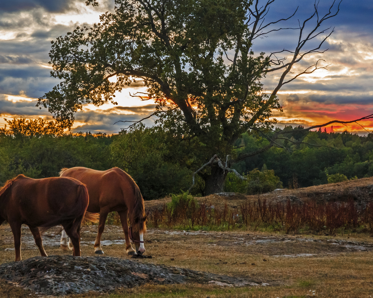 Две коричневых лошади пасутся на закате солнца
