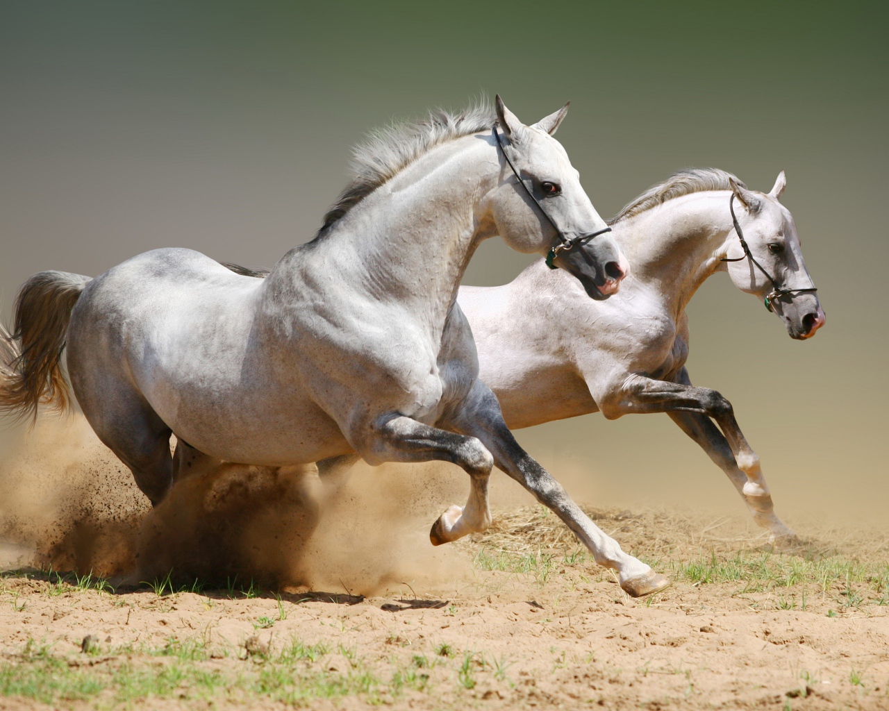 Две белые лошади бегут по песку