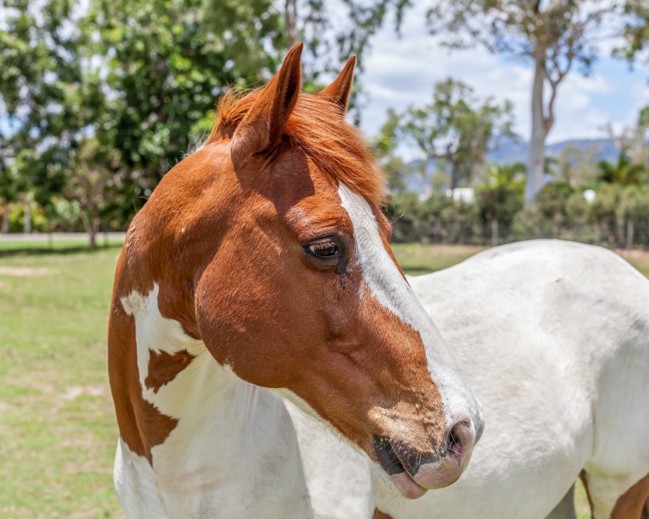 Бело -коричневая лошадь на ферме