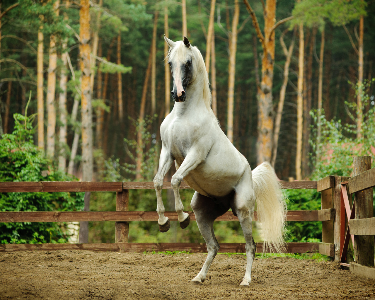 Белый конь встал на дыбы 