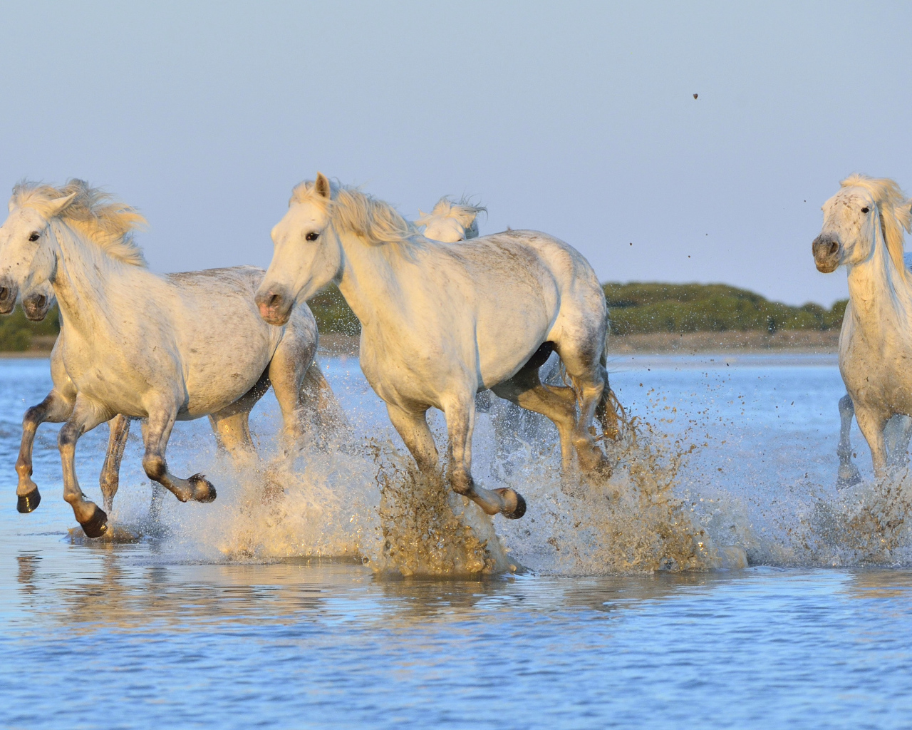 Белые лошади бегут по воде