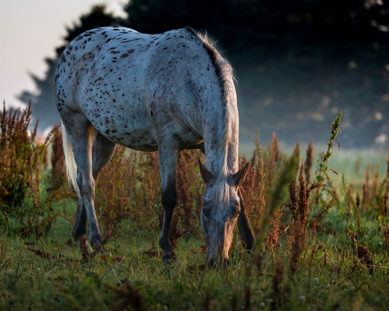 Белая пятнистая лошадь пасется на траве