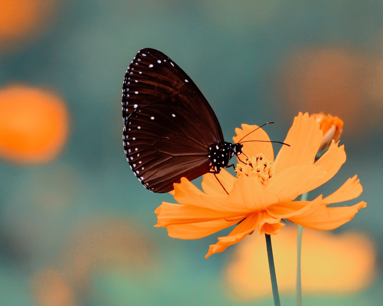 Красивая бабочка сидит на оранжевом цветке космеи 