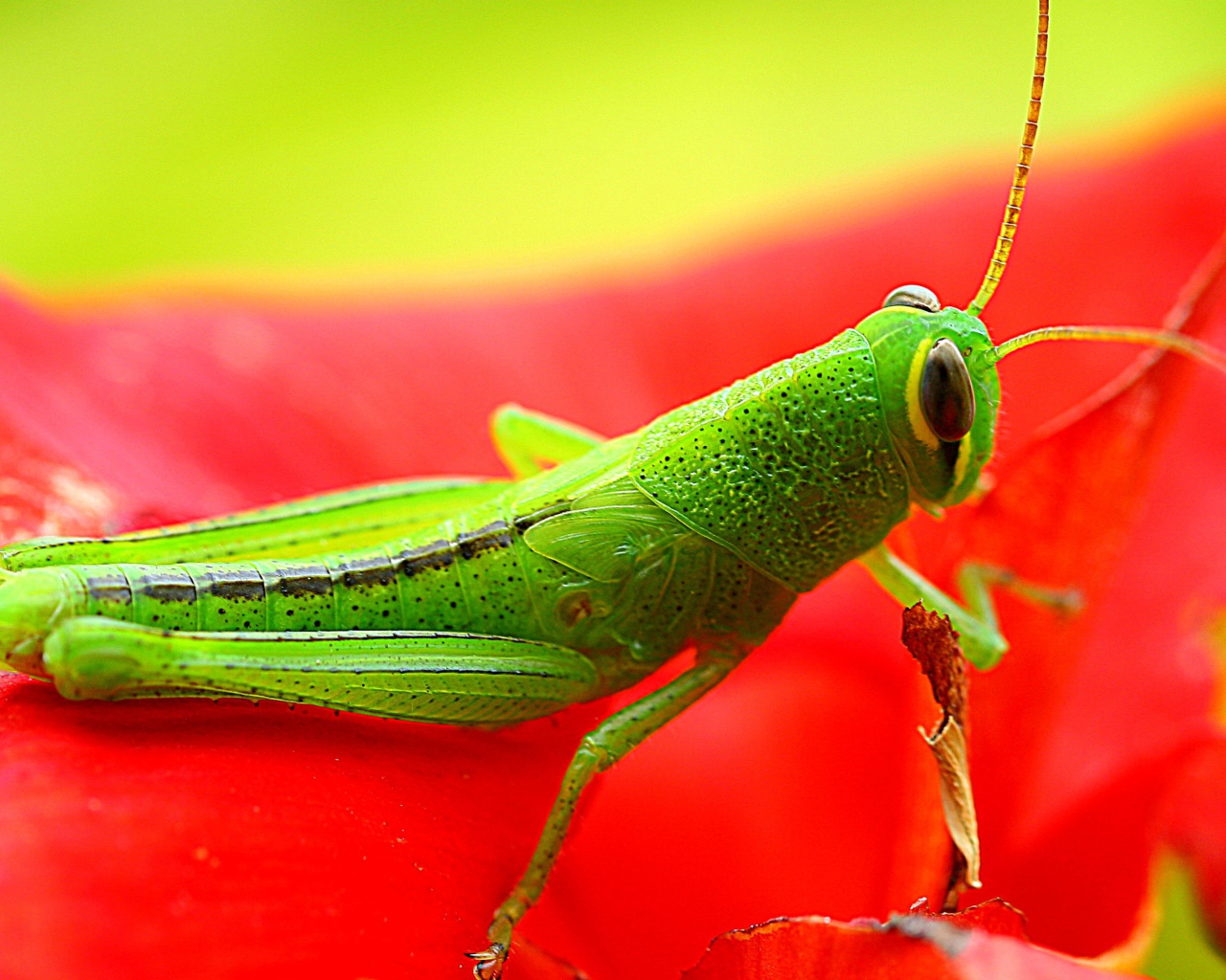 Красивый зеленый кузнечик сидит на красном цветке