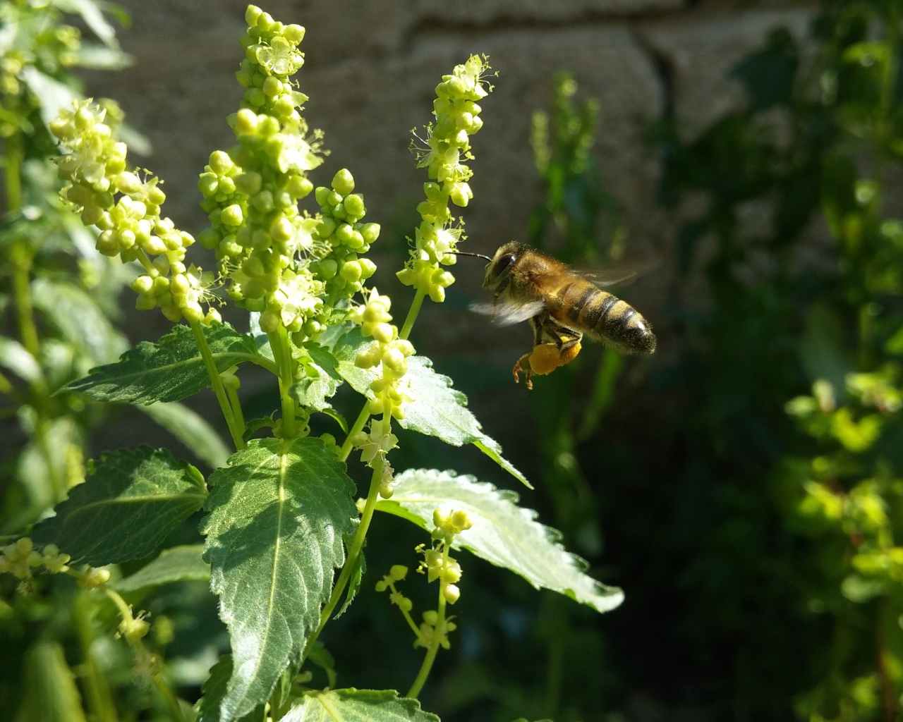 Пчела садится на зеленое растение 