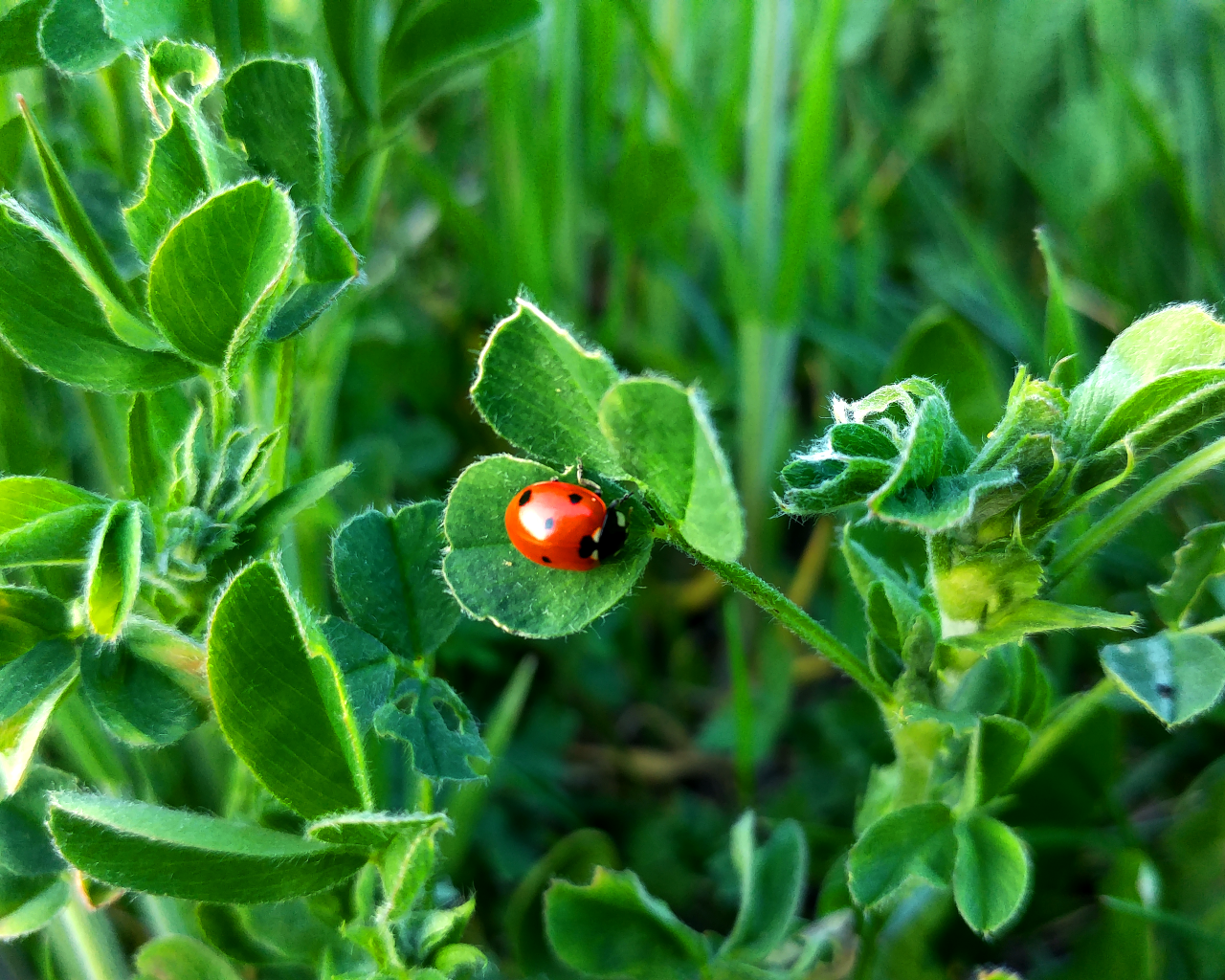 Маленькая божья коровка на зеленом листе травы 