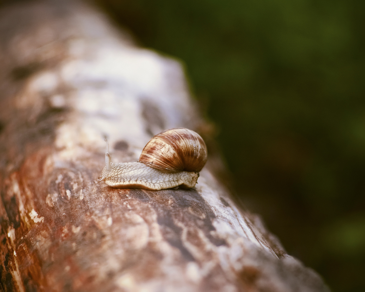 Улитка сидит на сухом стволе дерева