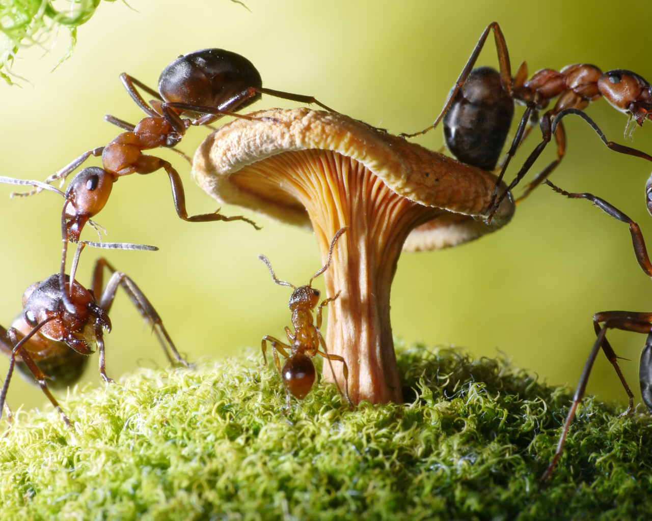 Муравья на грибе крупным планом 