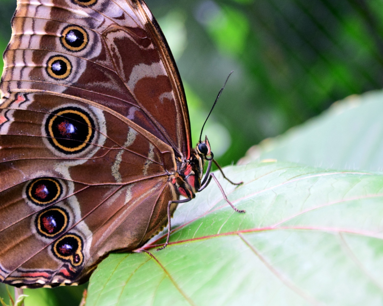 Красивая бабочка Морфо Пелеида на листе 