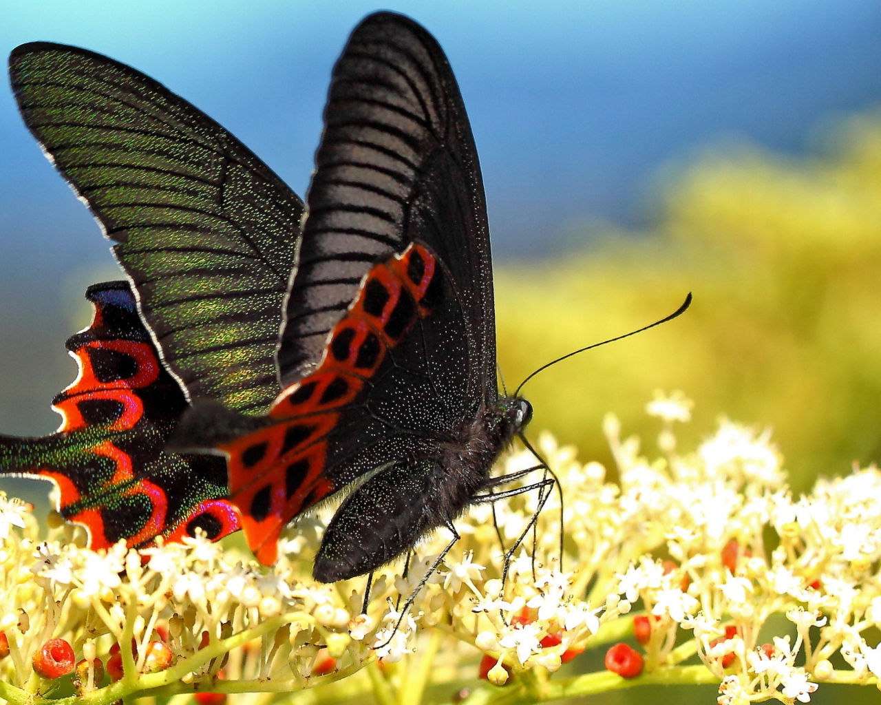 Красивая черная бабочка на белом цветке 