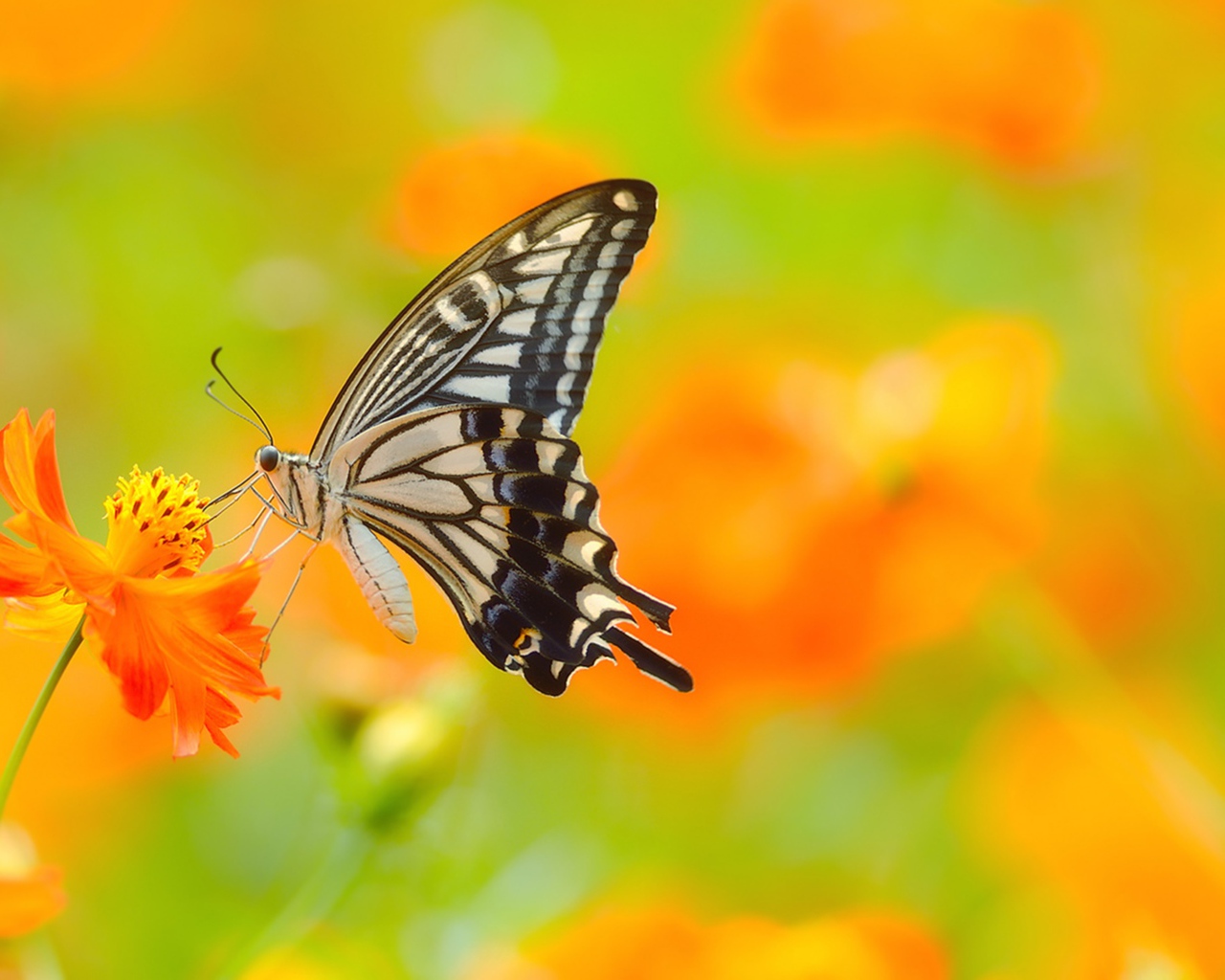 Красивая бабочка махаон сидит на оранжевом цветке