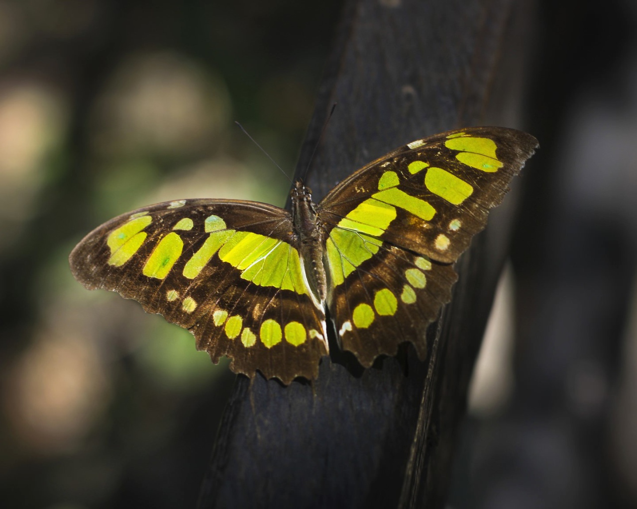 Красивая  бабочка крупным планом