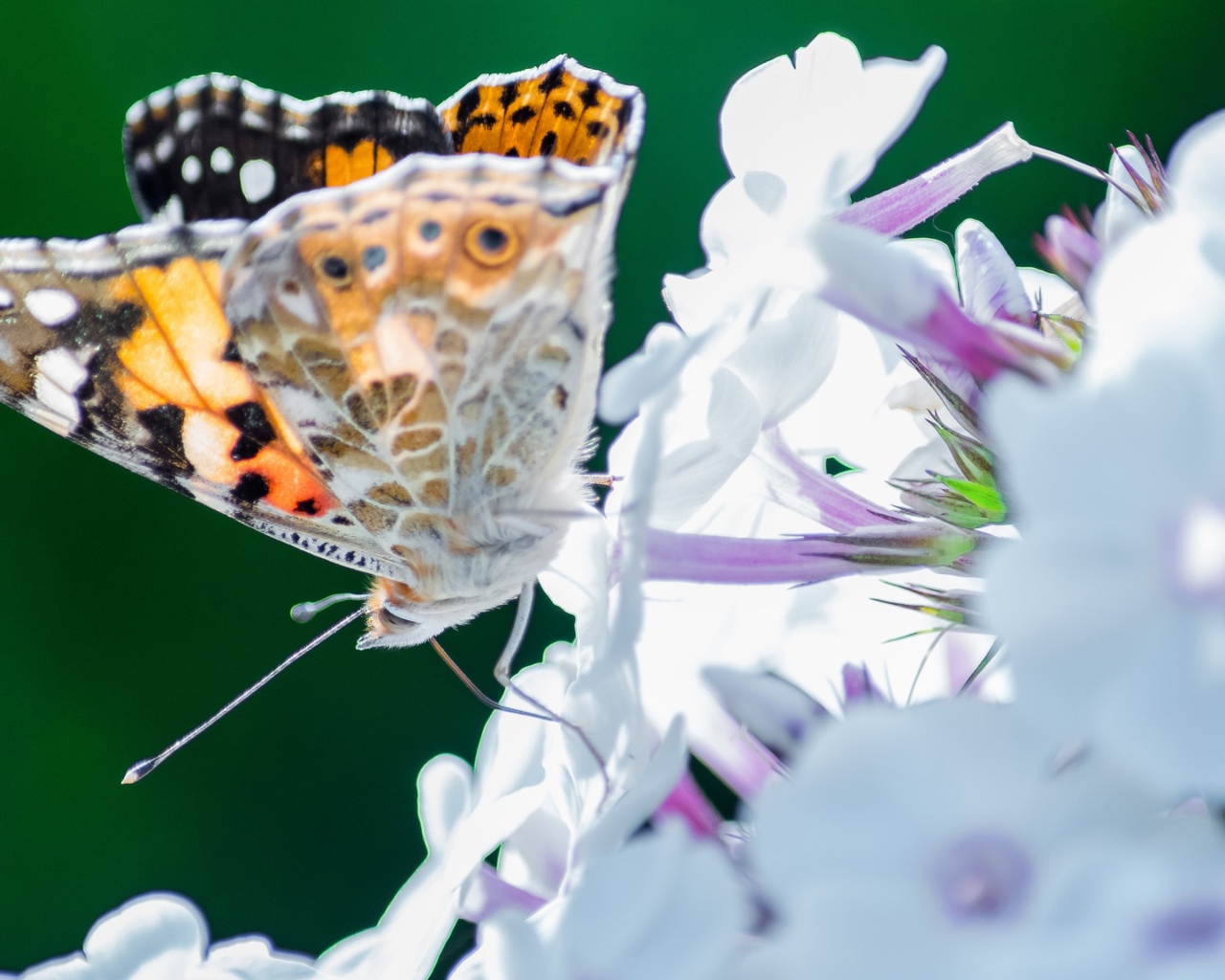 Красивая бабочка на нежном цветке 