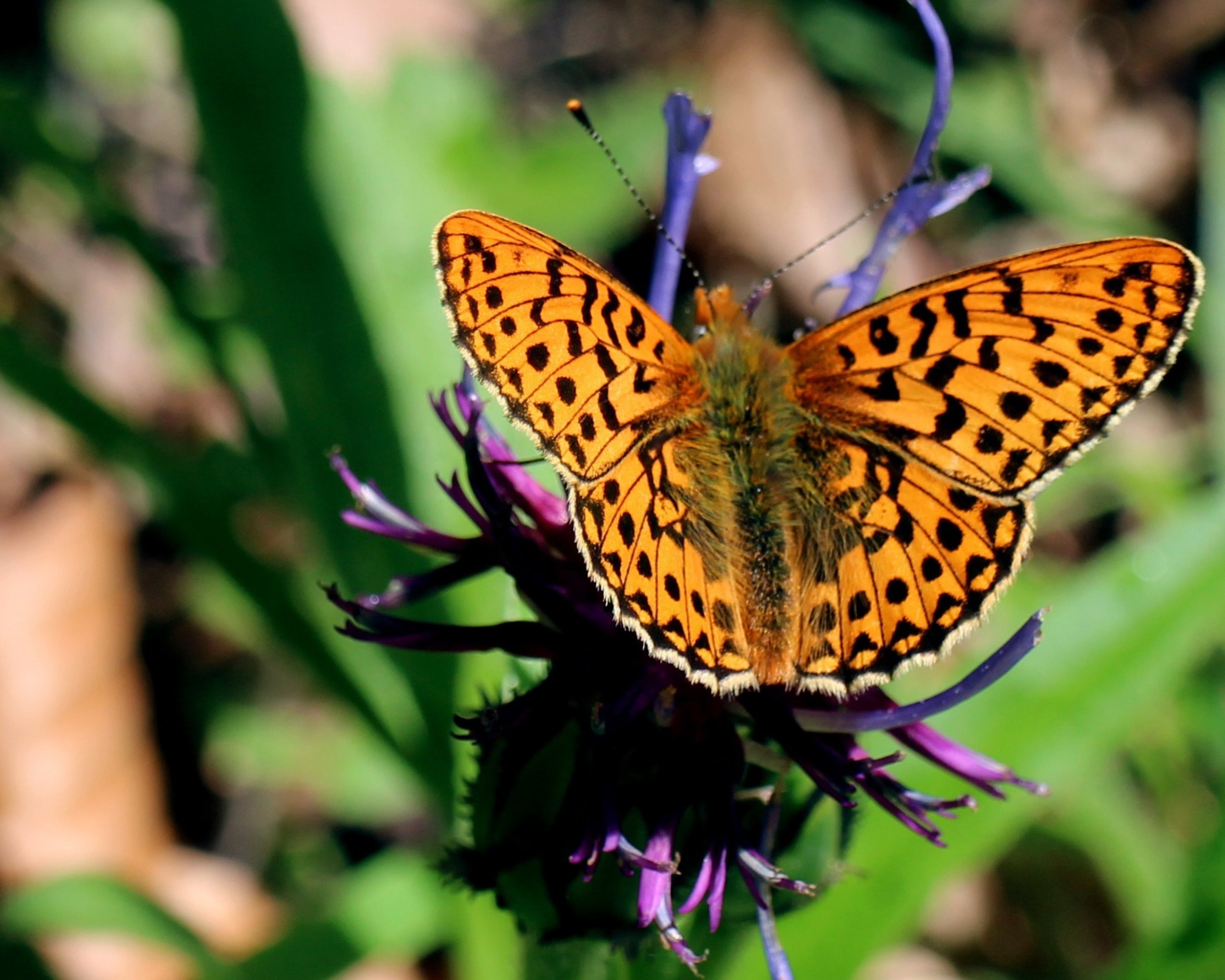Красивая бабочка на фиолетовом цветке 