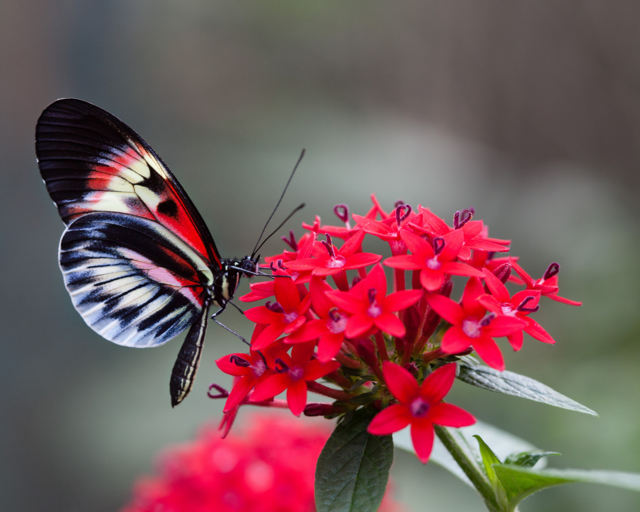 Красивая бабочка на красном цветке
