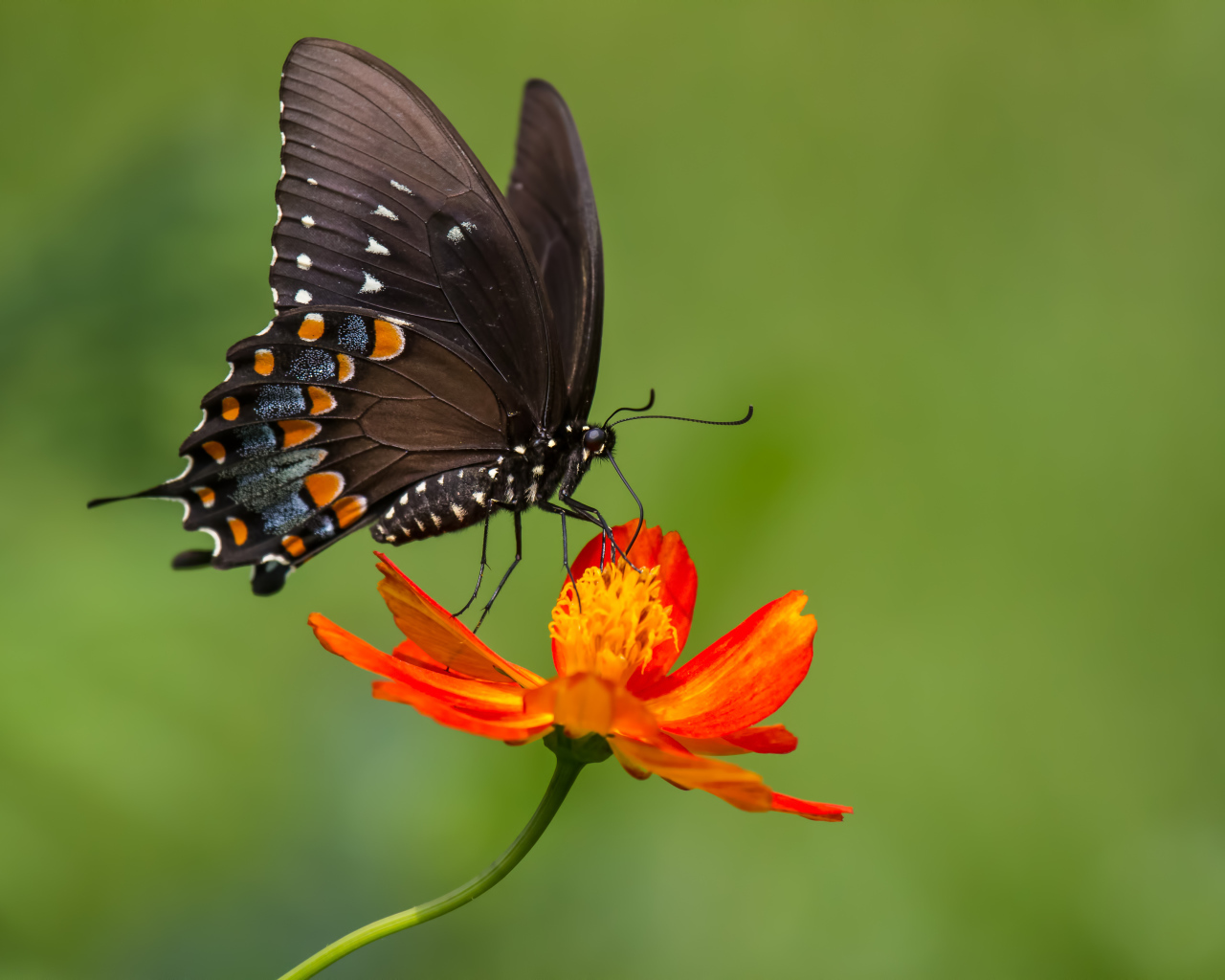 Красивая бабочка сидит на оранжевом цветке