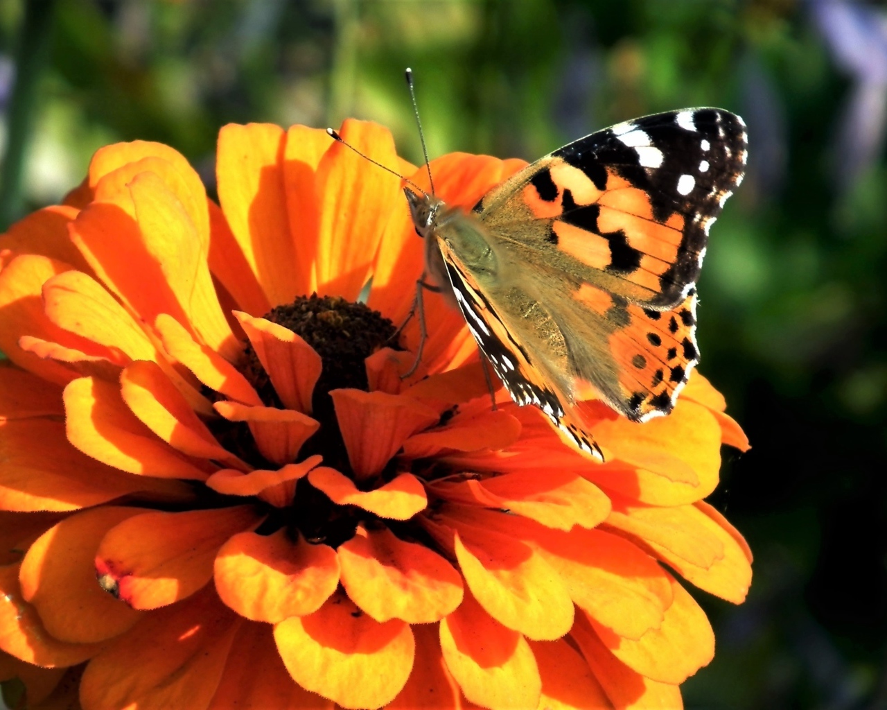 Красивая бабочка сидит на оранжевом цветке цинния