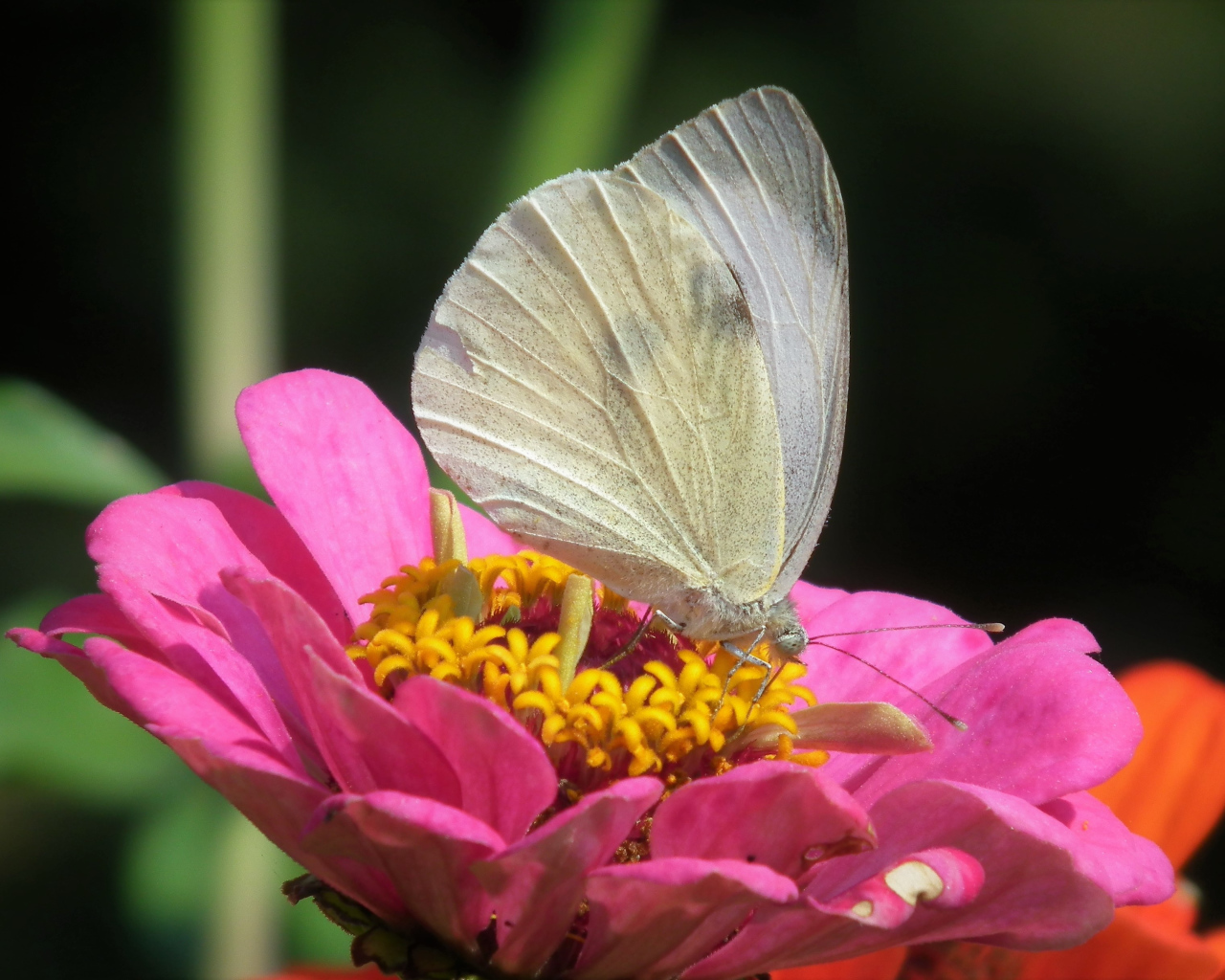 Красивая белая бабочка сидит на розовом цветке