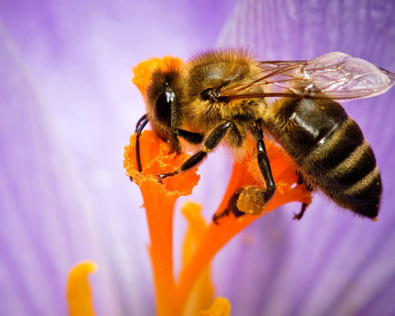 Пчела собирает нектар с цветка крупным планом